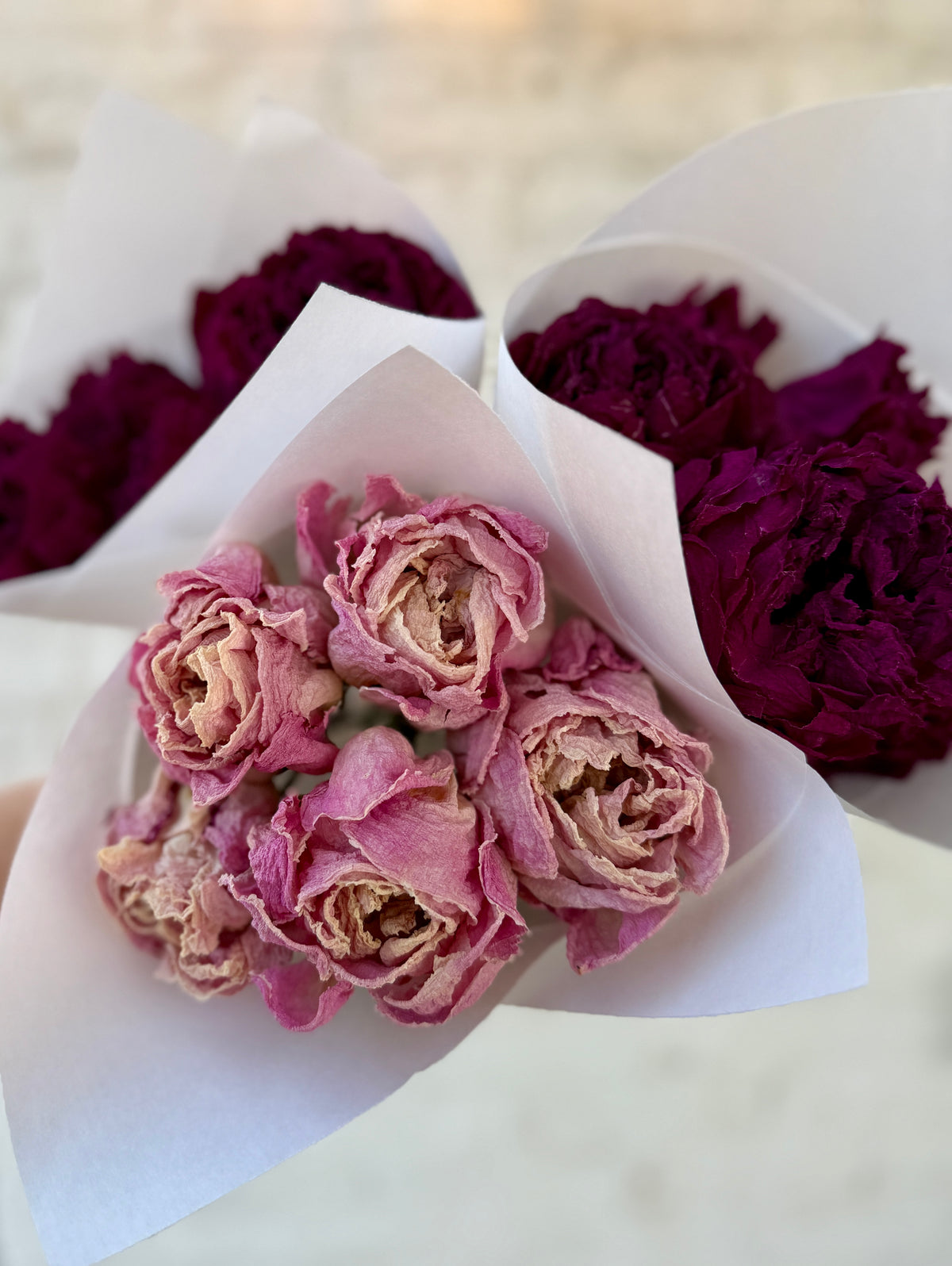 Dried Peonies
