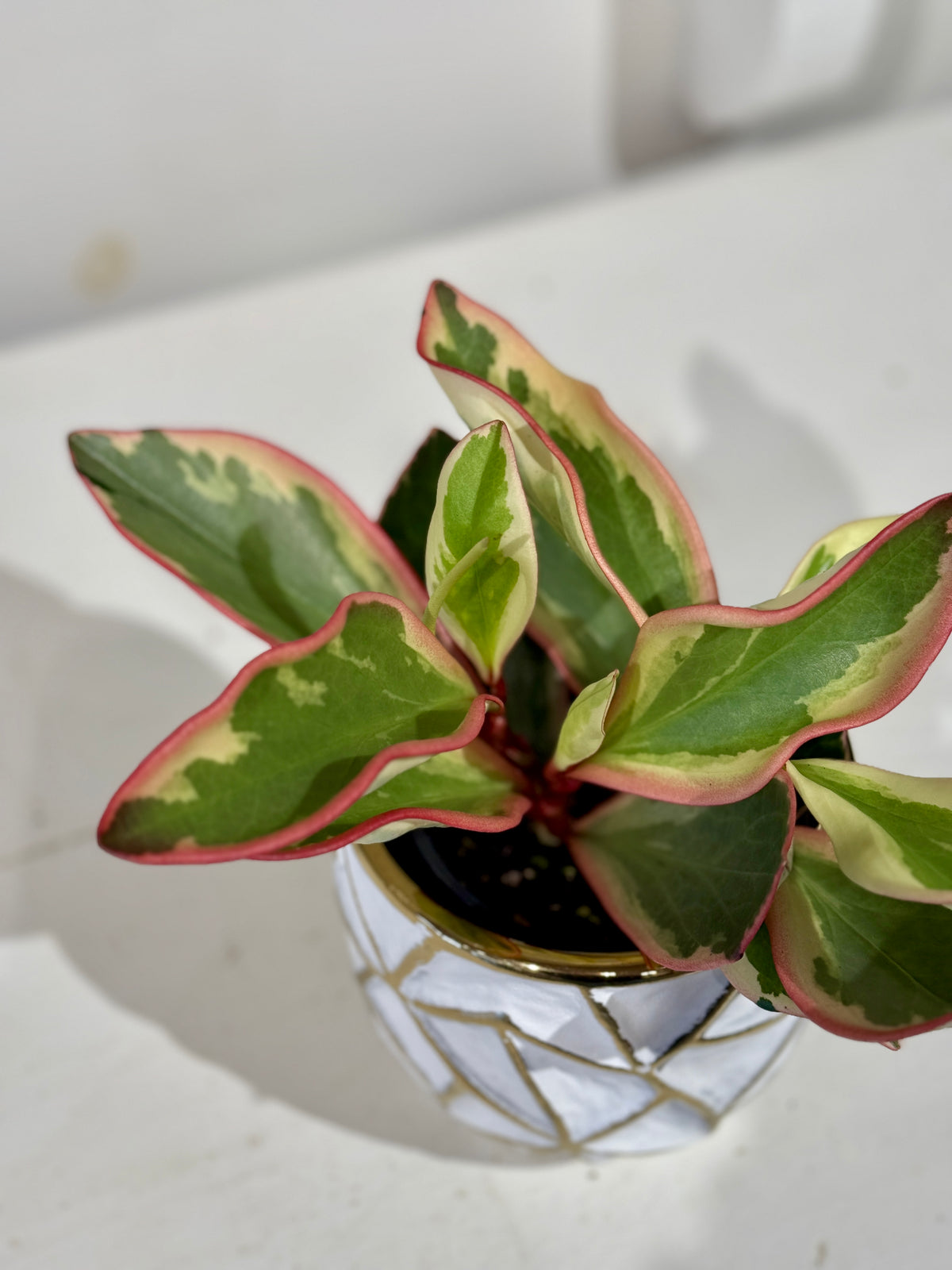 Assorted Peperomia 4&quot; in Gold and White Pot