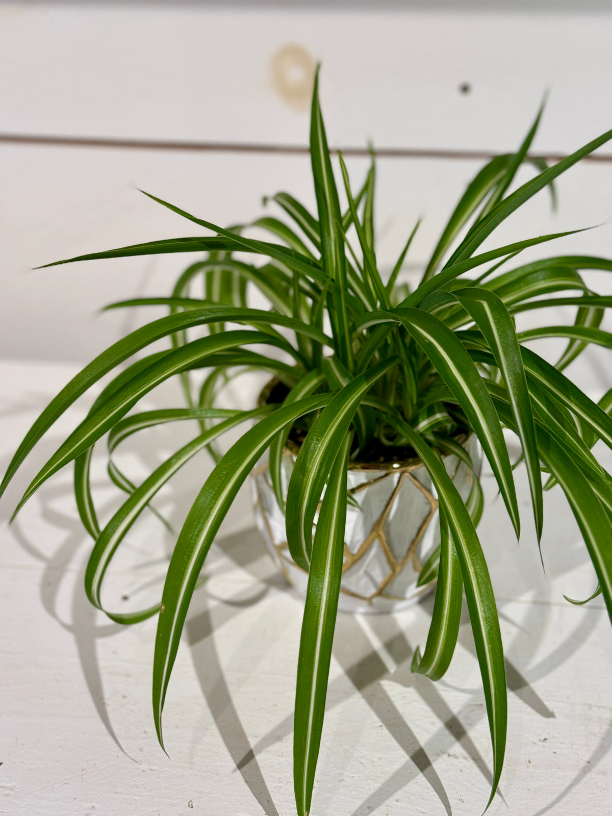 Curly Spider Plant 4&quot; in Gold and White Pot