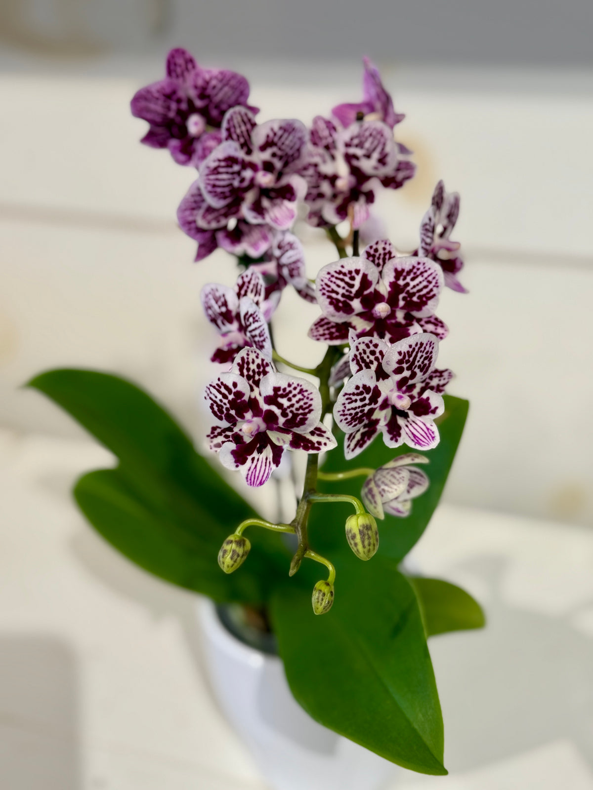 Mini Orchid