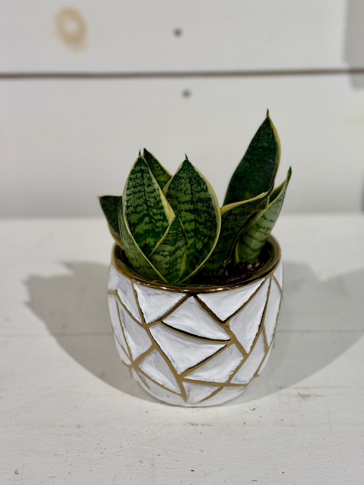 Snake Plant 4&quot; in Gold and White Pot