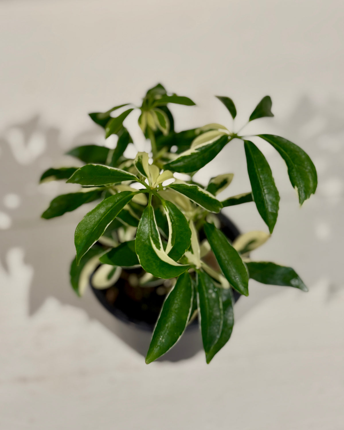 Mini Variegated Umbrella Tree