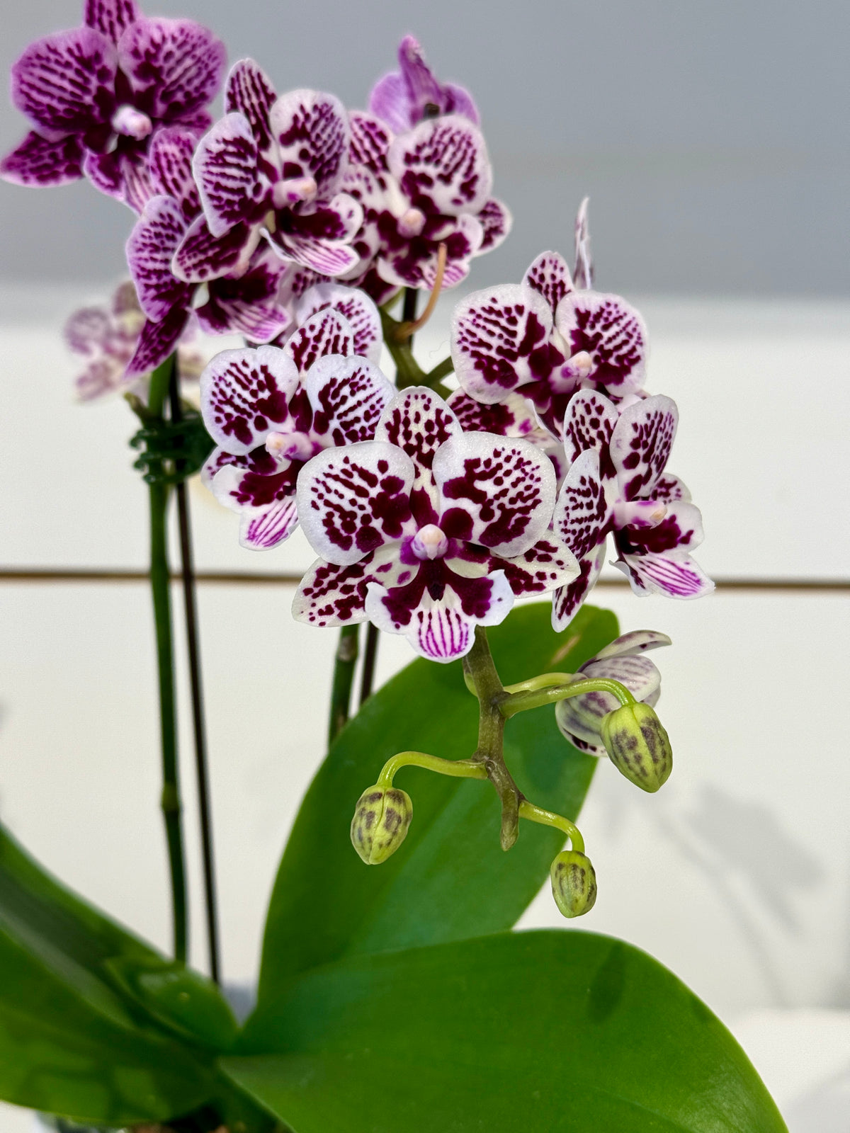 Mini Orchid