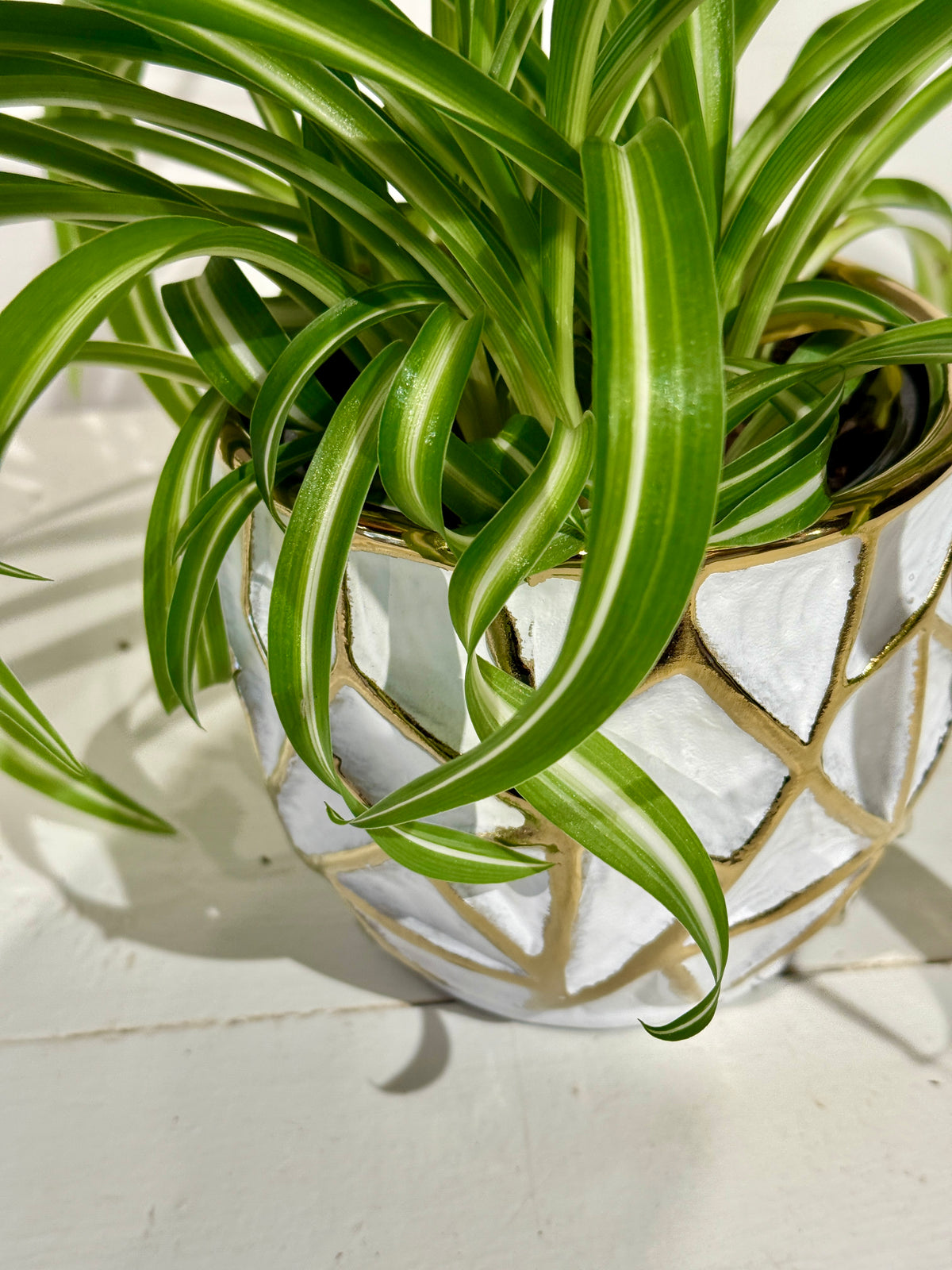 Curly Spider Plant 4&quot; in Gold and White Pot