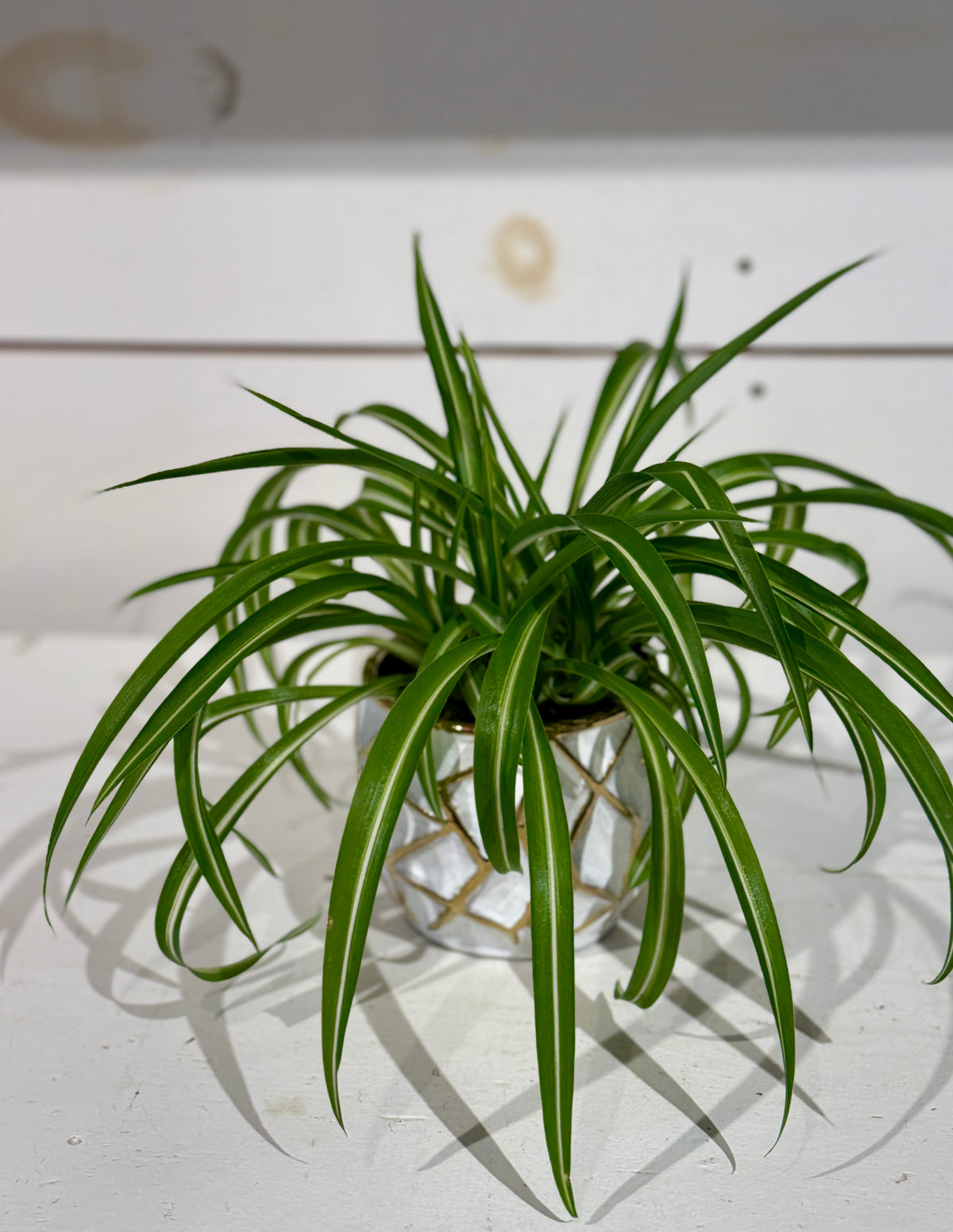 Curly Spider Plant 4&quot; in Gold and White Pot