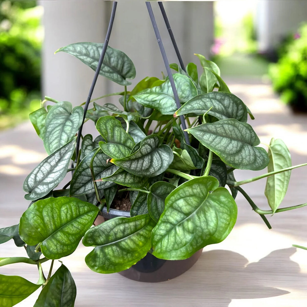Monstera Siltepecana