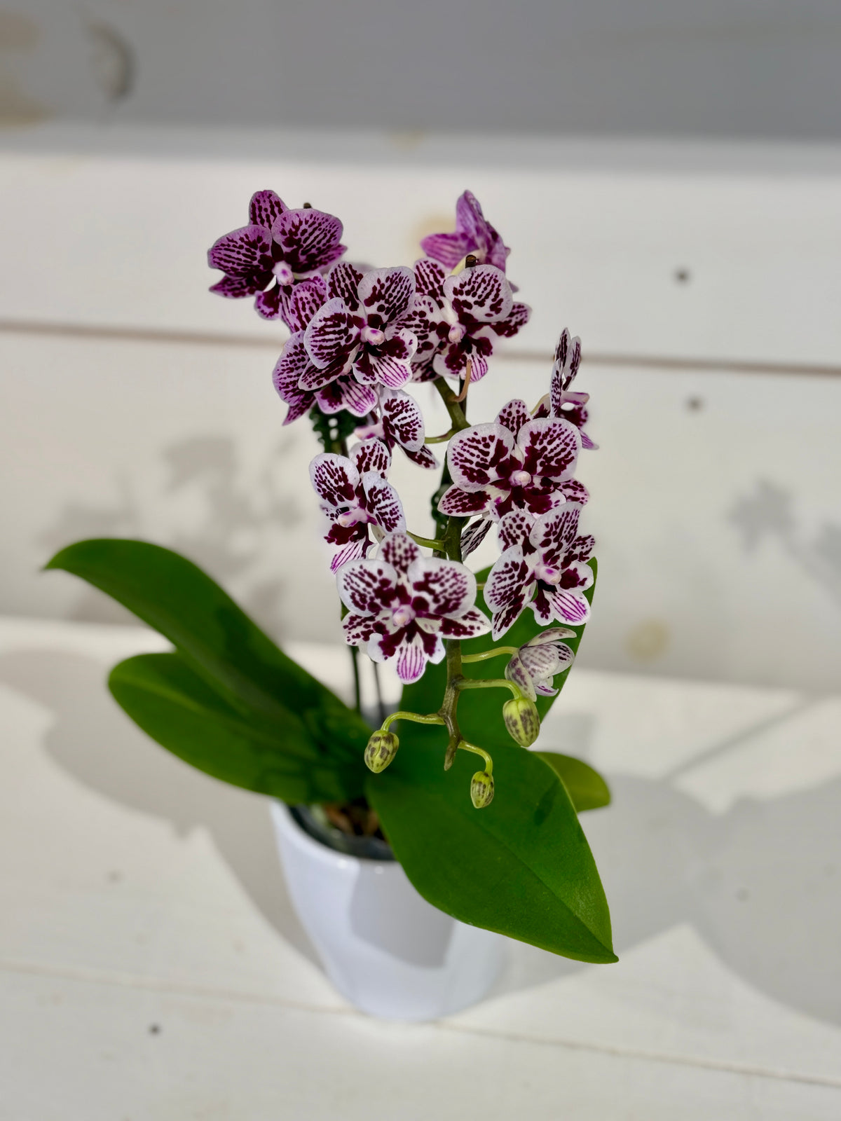 Mini Orchid