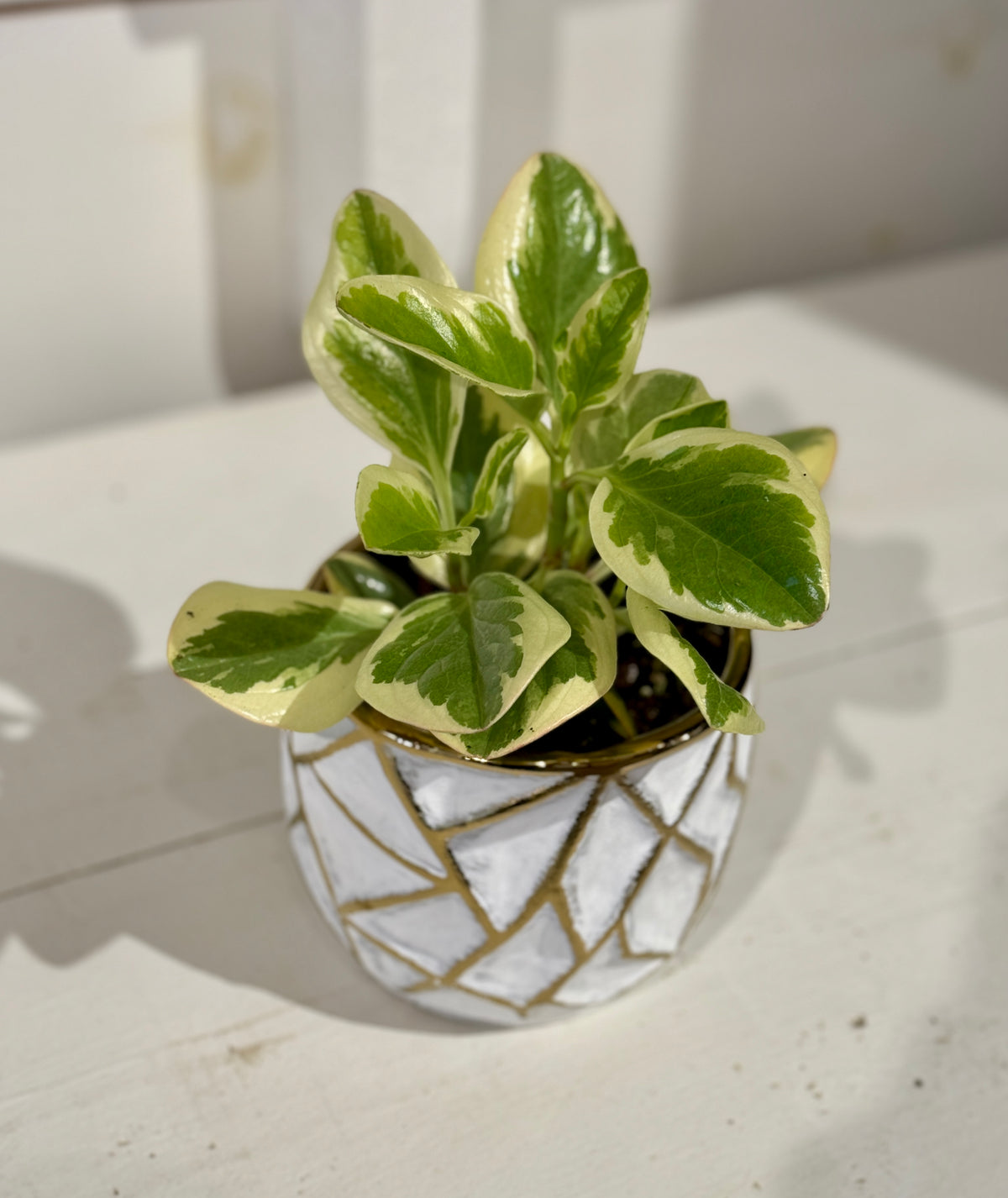 Assorted Peperomia 4&quot; in Gold and White Pot