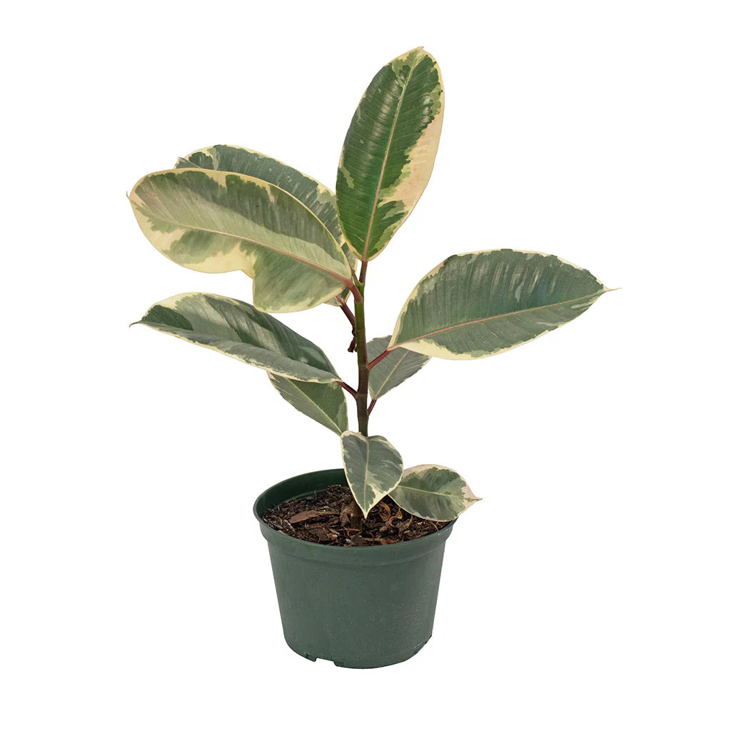 Tineke Rubber Plant