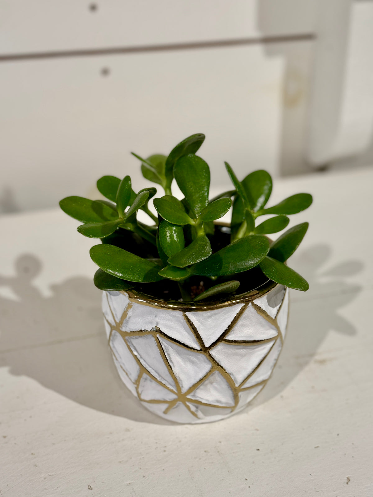 Jade 4&quot; in Gold and White Pot