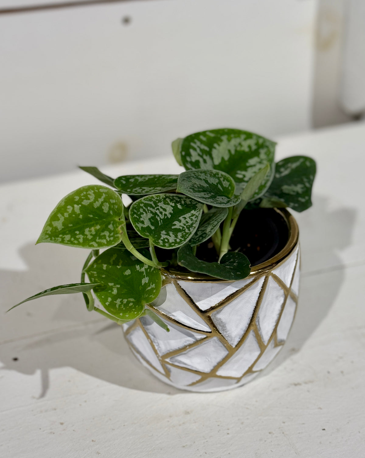 Satin Pothos 4&quot; in Gold and White Pot