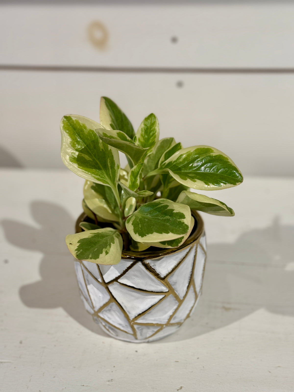 Assorted Peperomia 4&quot; in Gold and White Pot