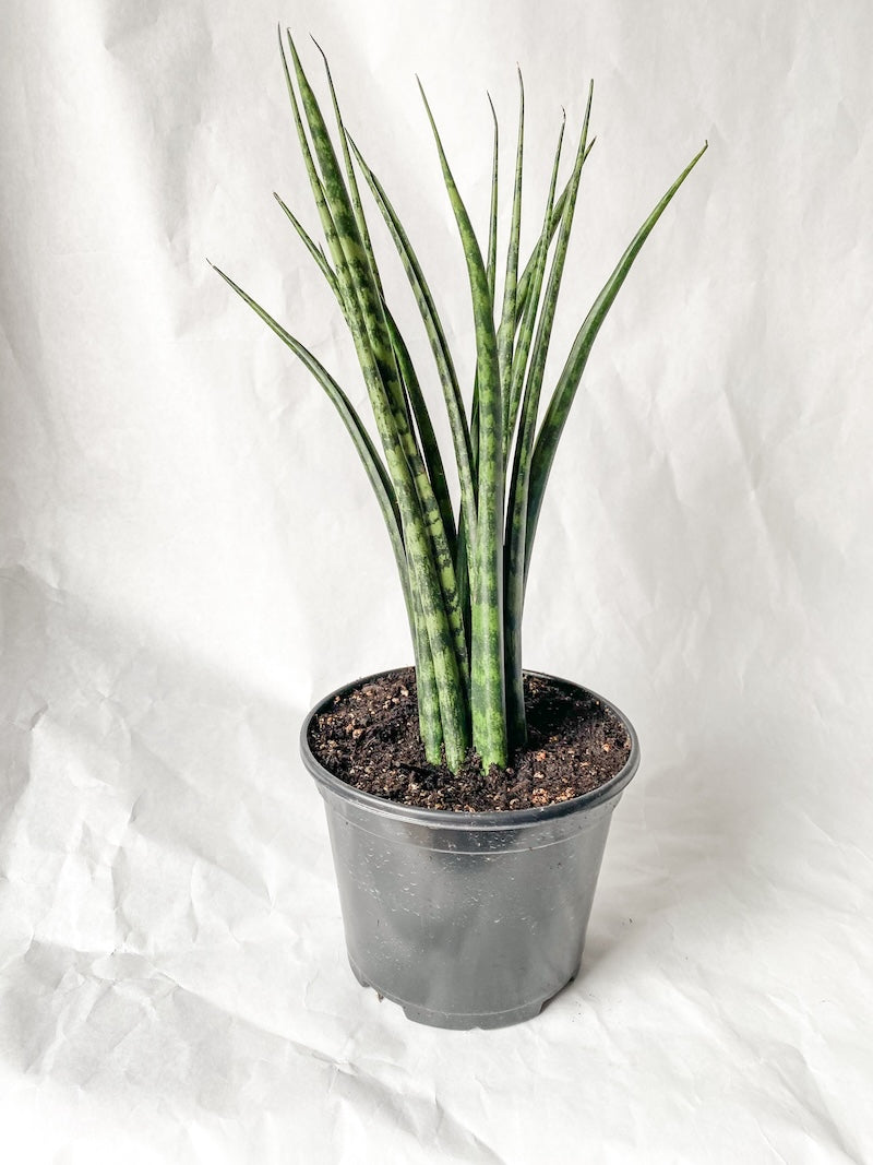 Sansevieria Fernwood Mikado 6" growers pot