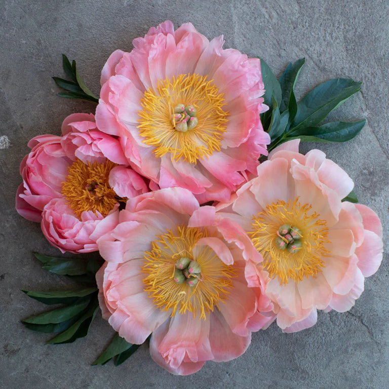Peony Bunch - Coral Charm