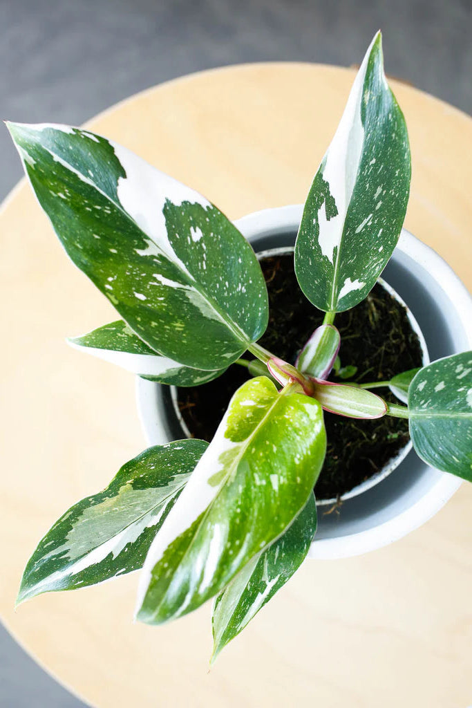 White Princess Philodendron
