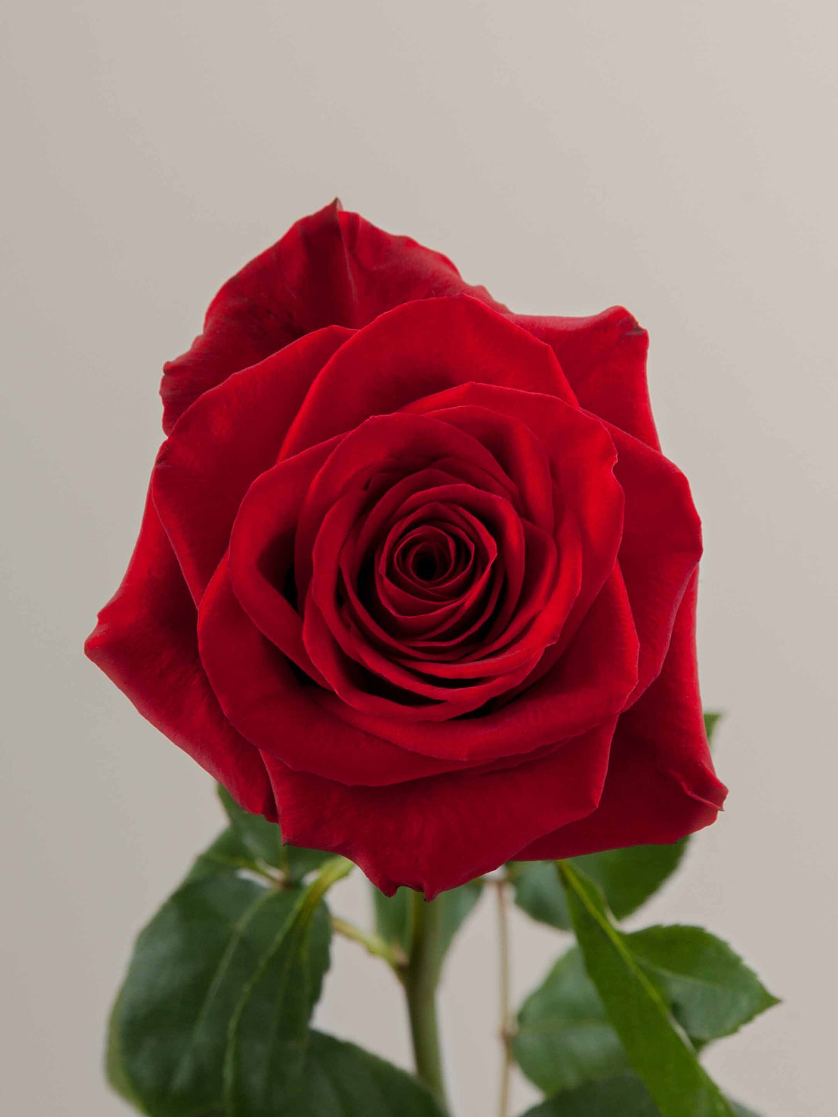 Valentine's Luxury Rose Bouquet