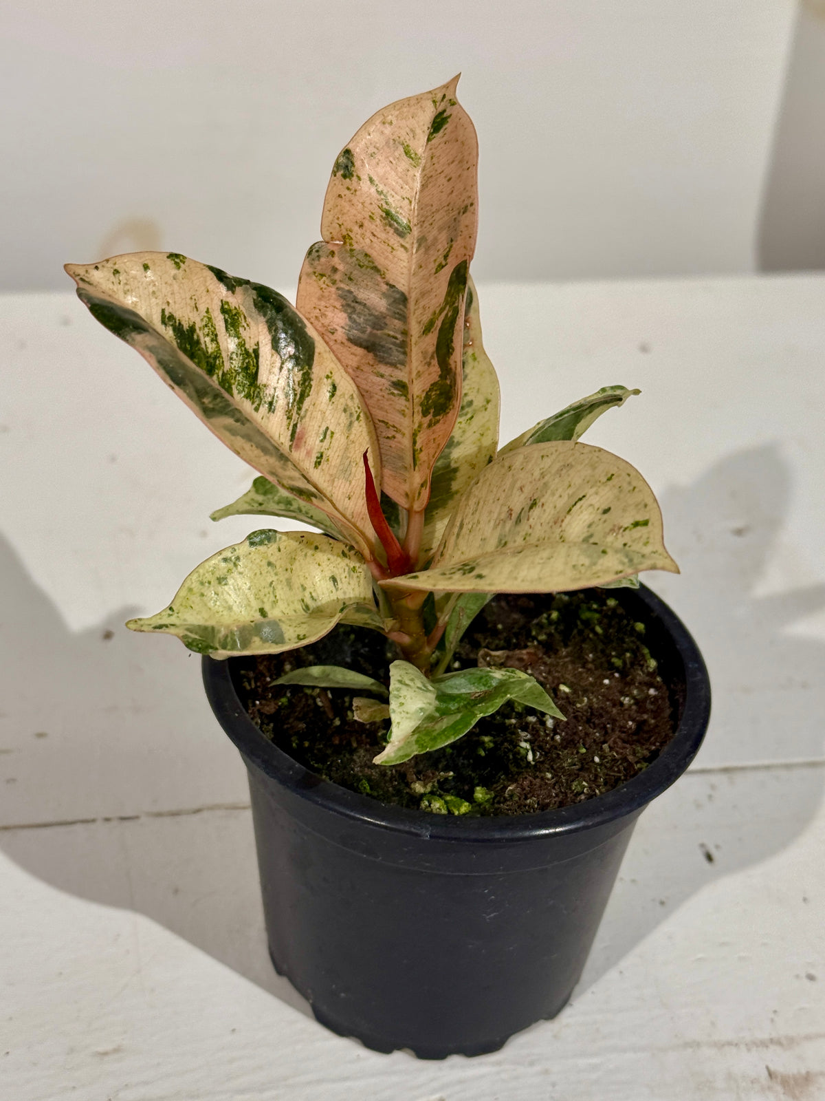 Moonshine Rubber Plant - 3.5&quot;