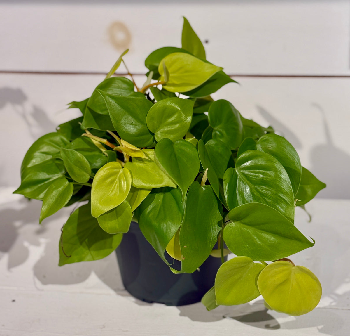 Philodendron Neon - 6&quot;