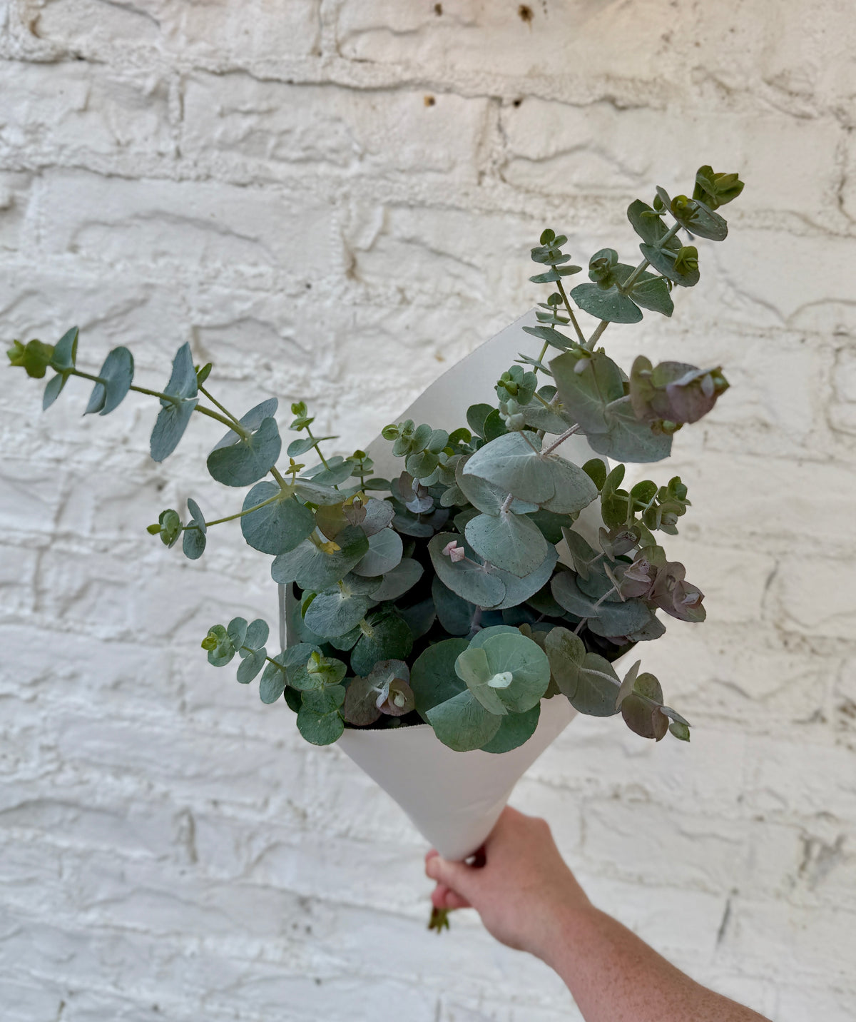Local Eucalyptus Bunch