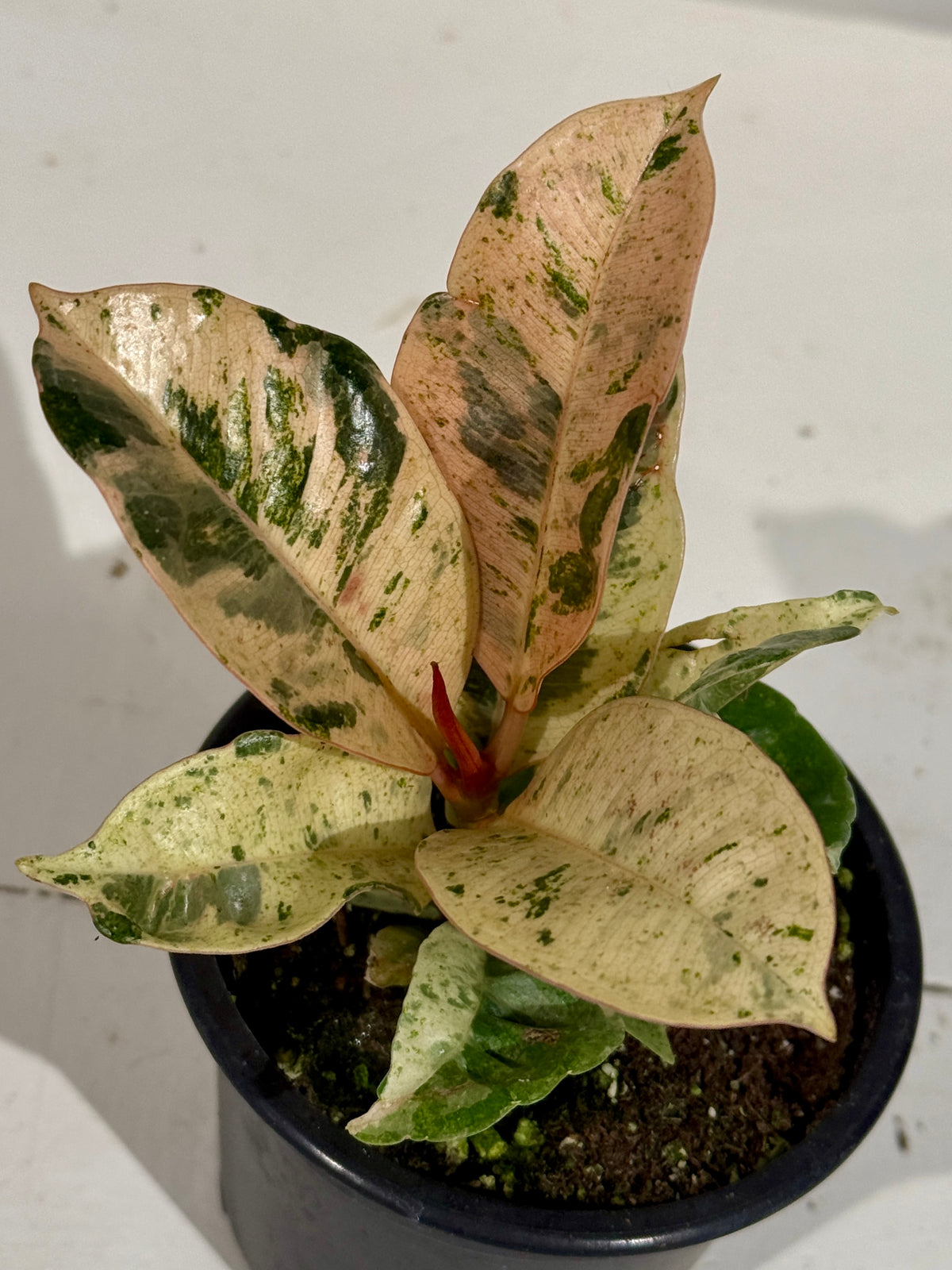 Moonshine Rubber Plant - 3.5&quot;