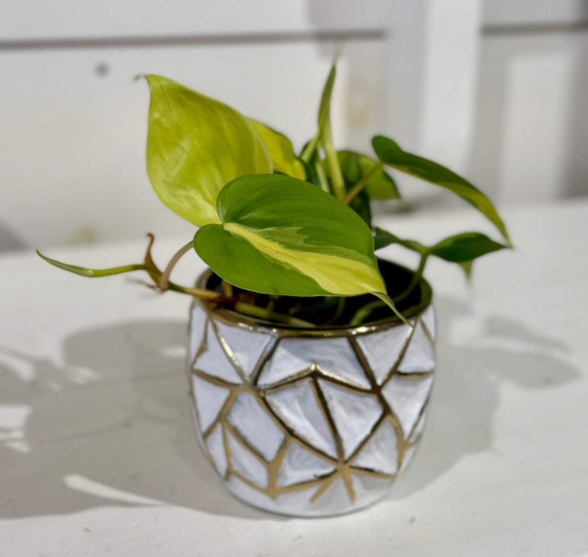 Philodendron Brasil 4&quot; in Gold and White Pot