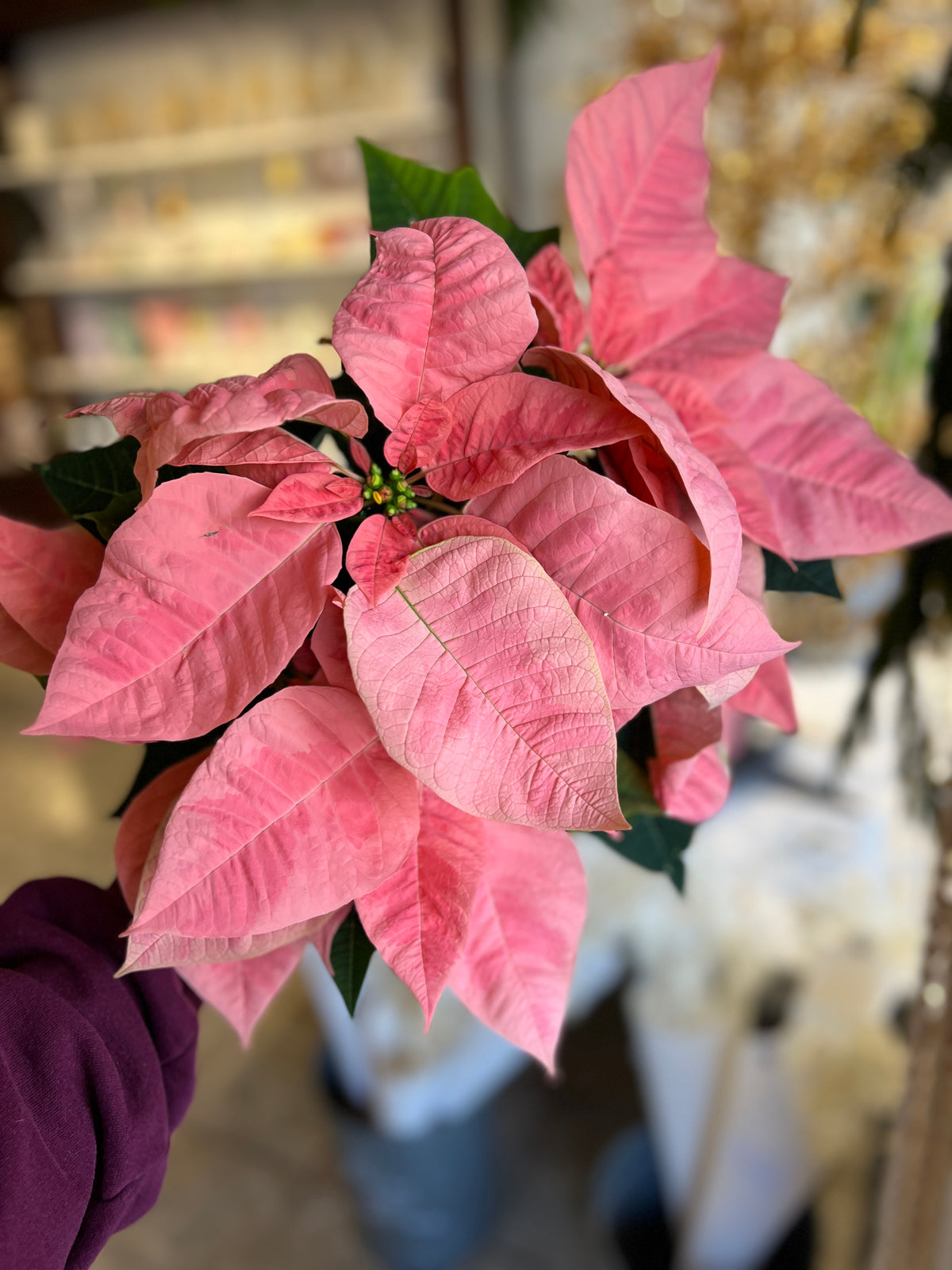 Peach Poinsettia 6”