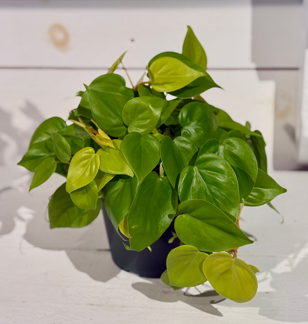 Philodendron Neon - 6&quot;