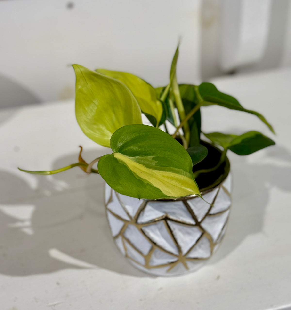 Philodendron Brasil 4&quot; in Gold and White Pot