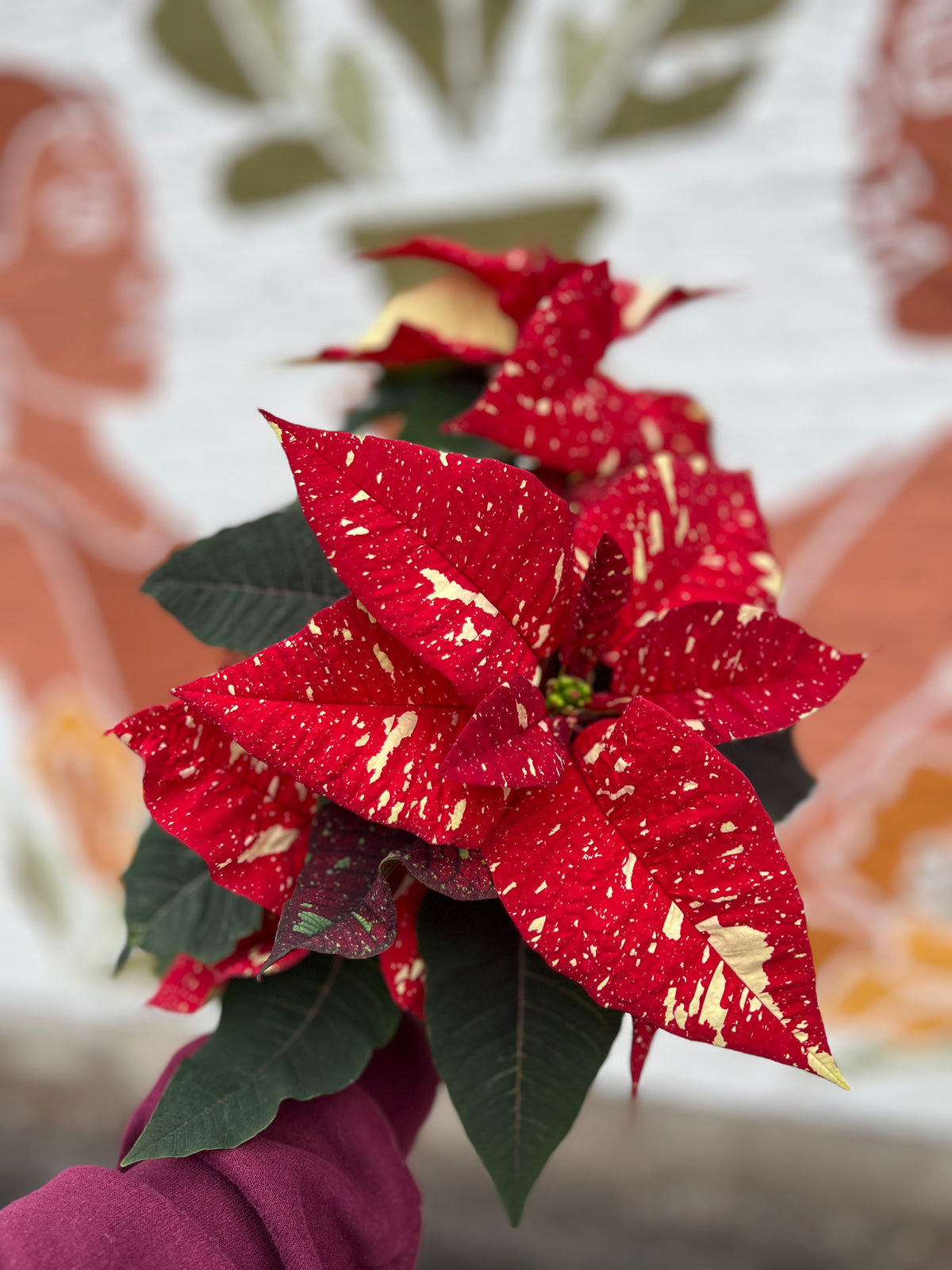 Red Variegated Poinsettia 6”