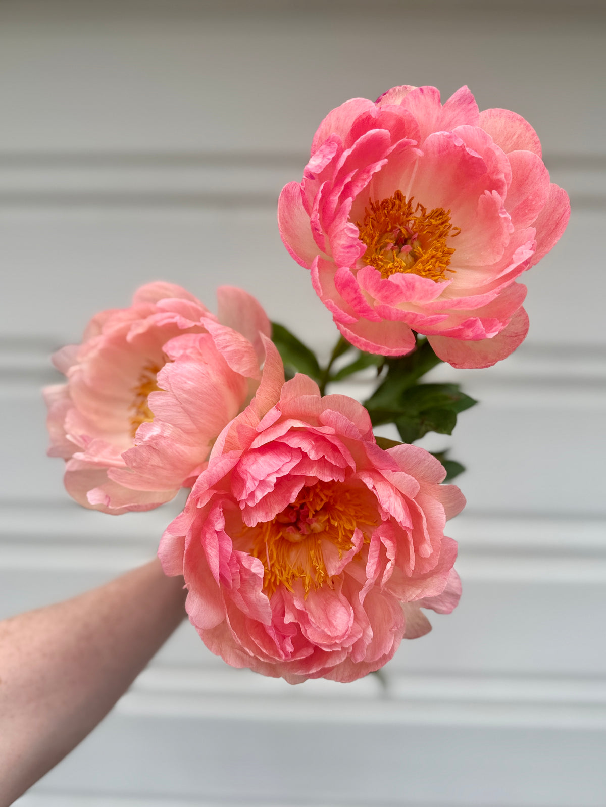 Local Peony Subscription