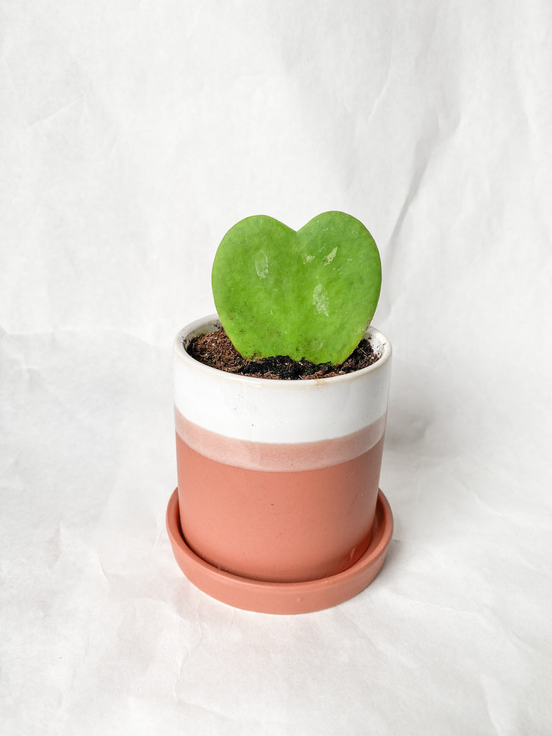 Green Heart Hoya in Striped Pot