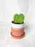 Variegated Heart Hoya in Striped Pot