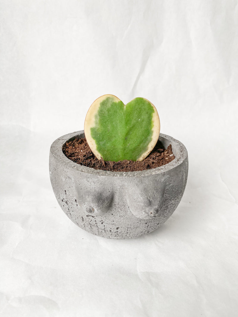 Heart Hoya in Booby Pot