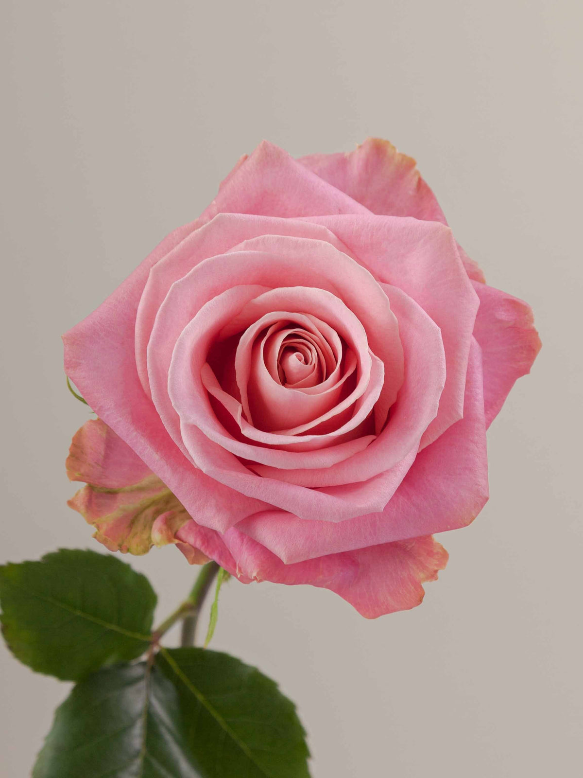 Valentine's Luxury Rose Bouquet