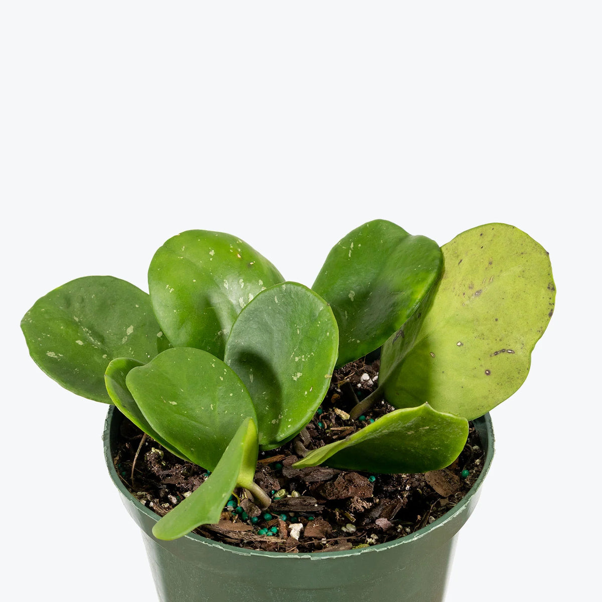 Hoya Obovata