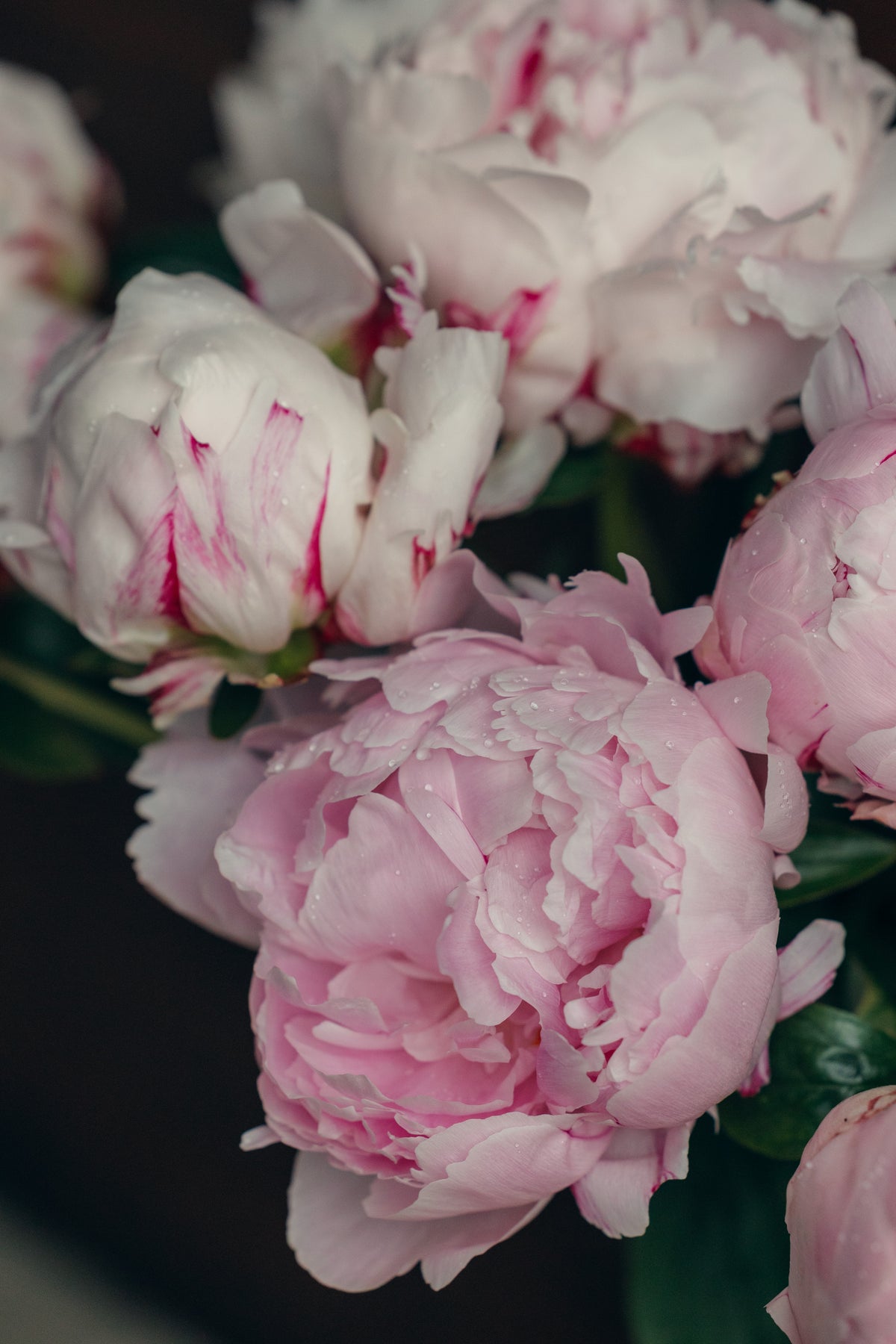 Mother's Day - Local Peony Bunch