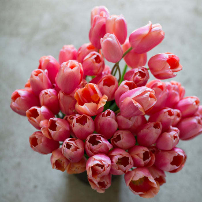 Specialty Bulb Pre-Order
