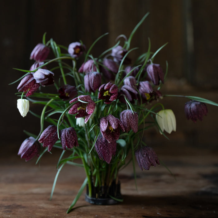 Specialty Bulb Pre-Order