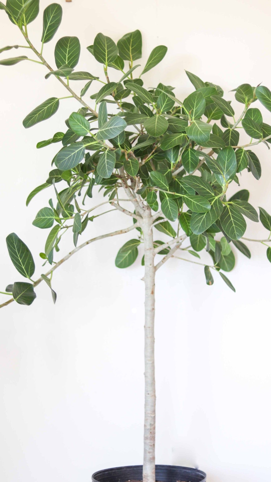 Ficus 'Audrey' Standard