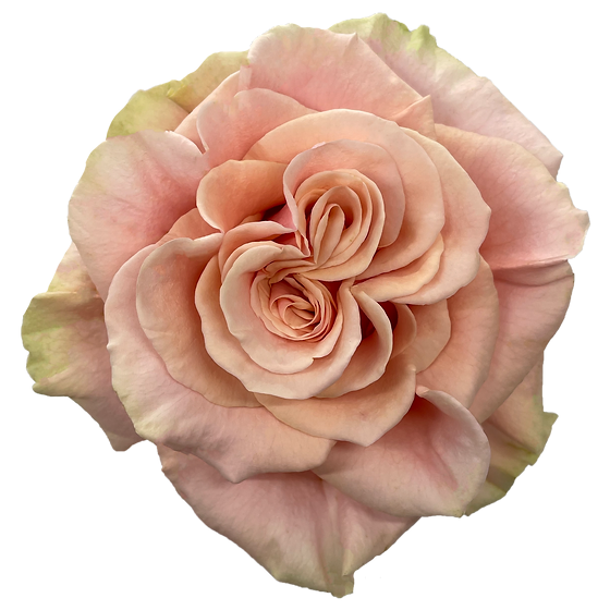 Peach Phoenix Rose