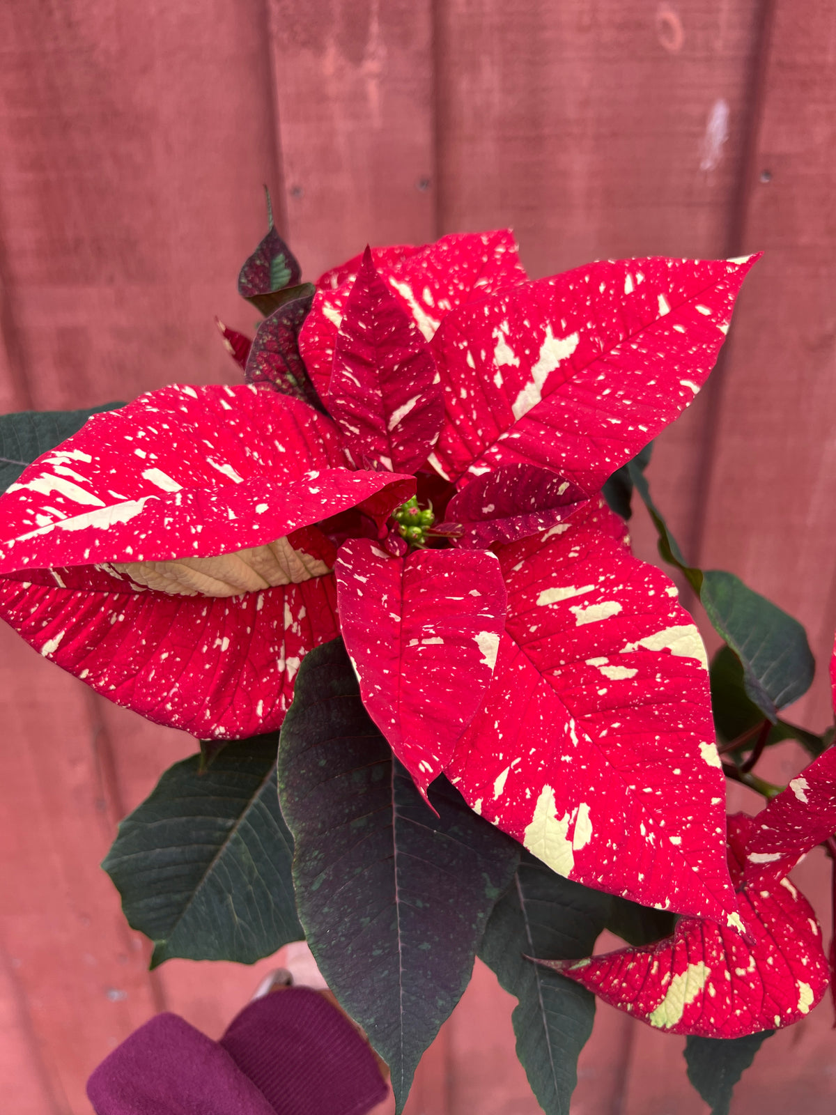 Red Variegated Poinsettia 6”