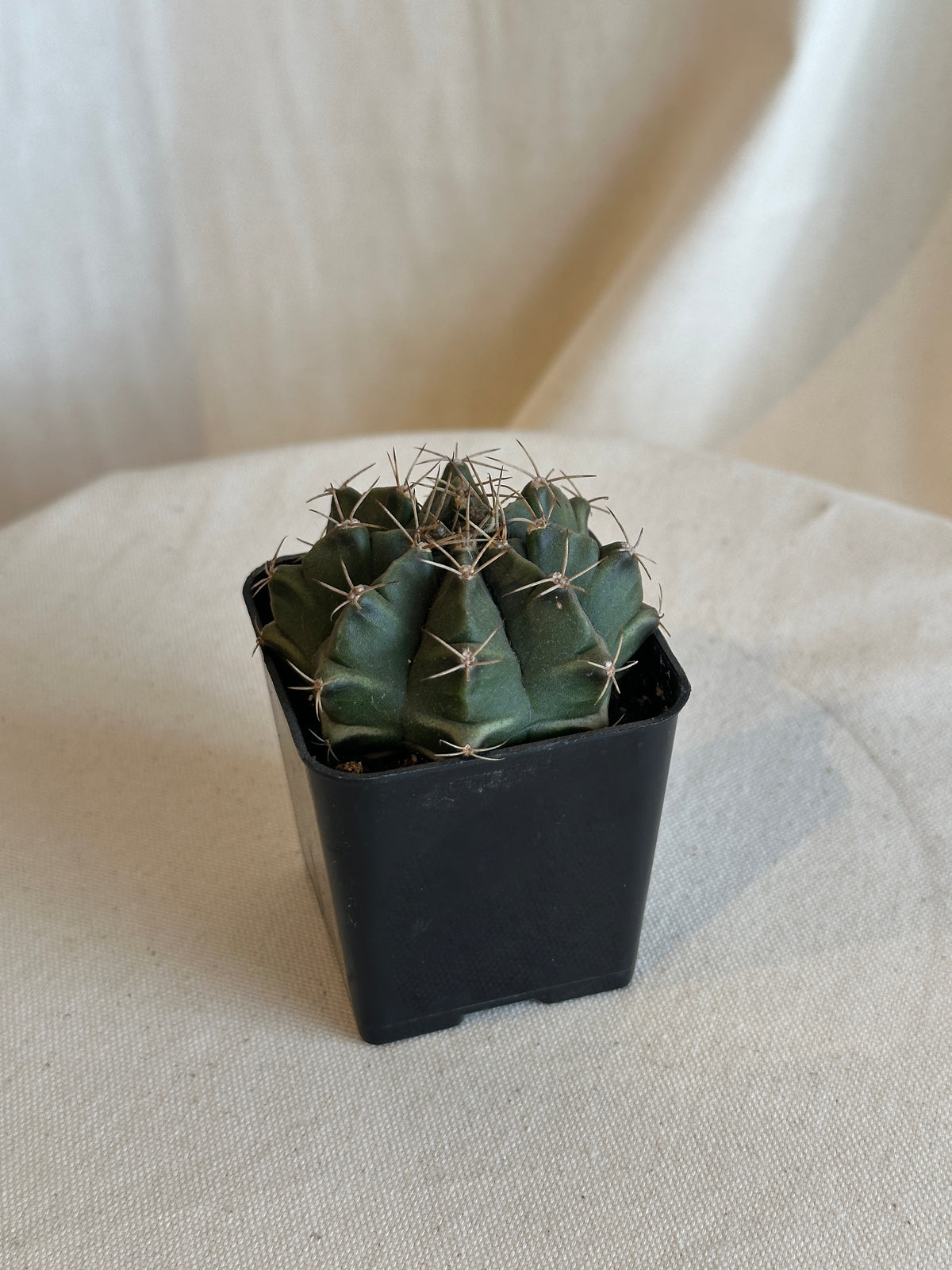 Gymnocalycium Cactus