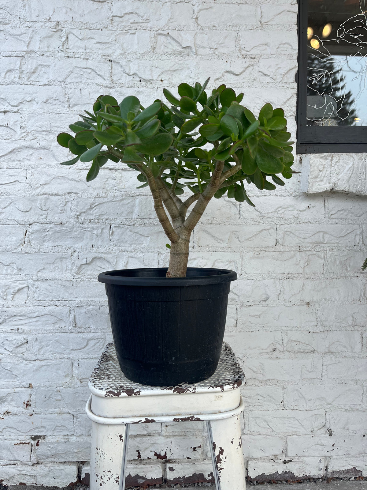 Jade Bonsai Plant in White Pot