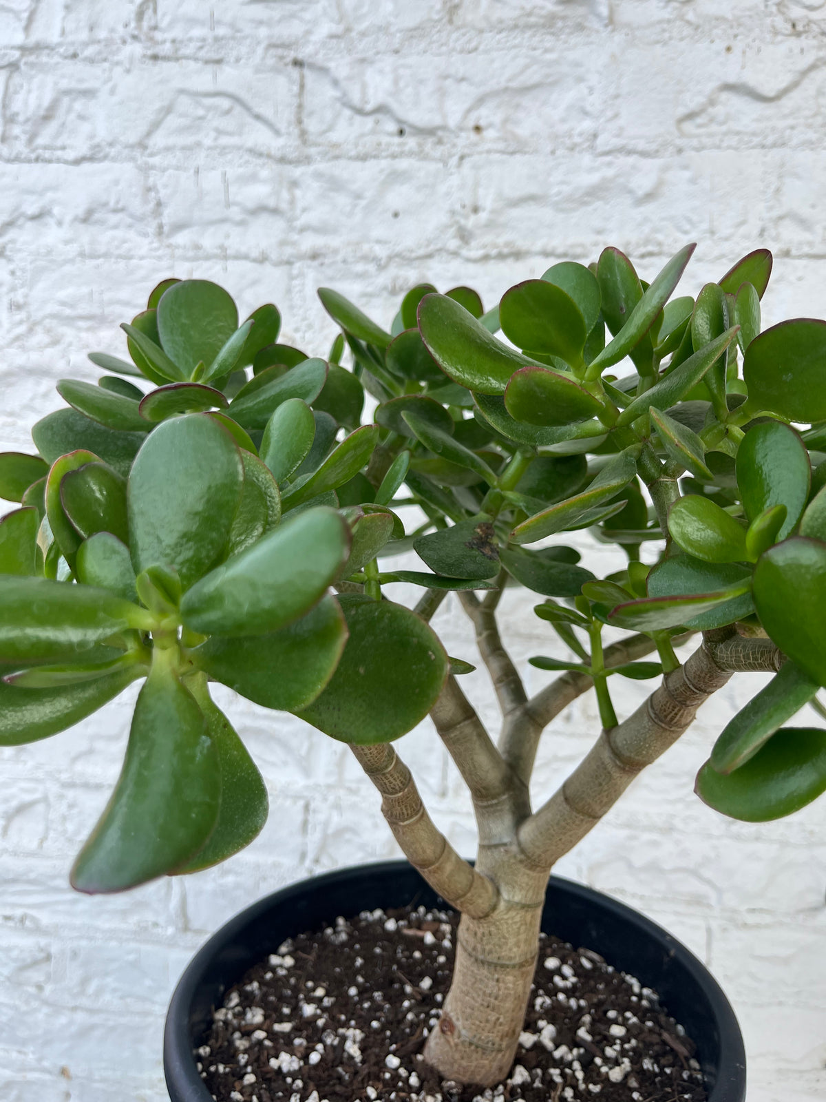 Jade Bonsai Plant in White Pot
