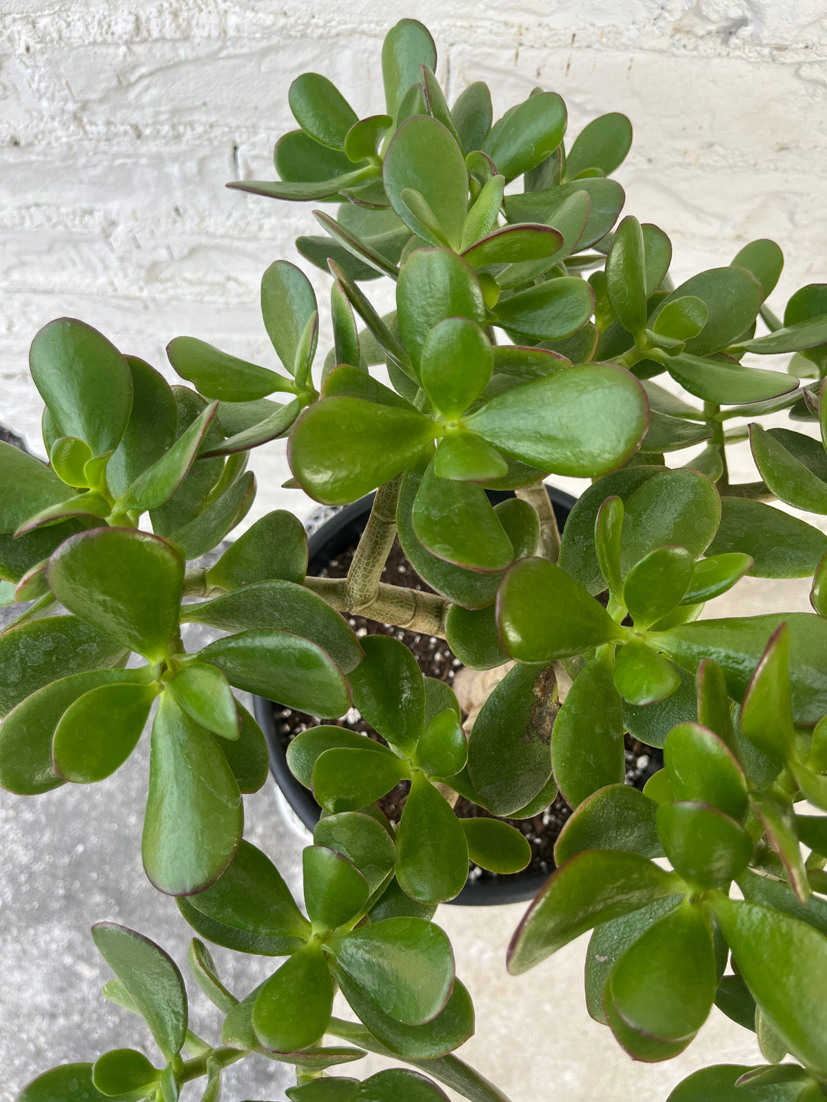 Jade Bonsai Plant in White Pot