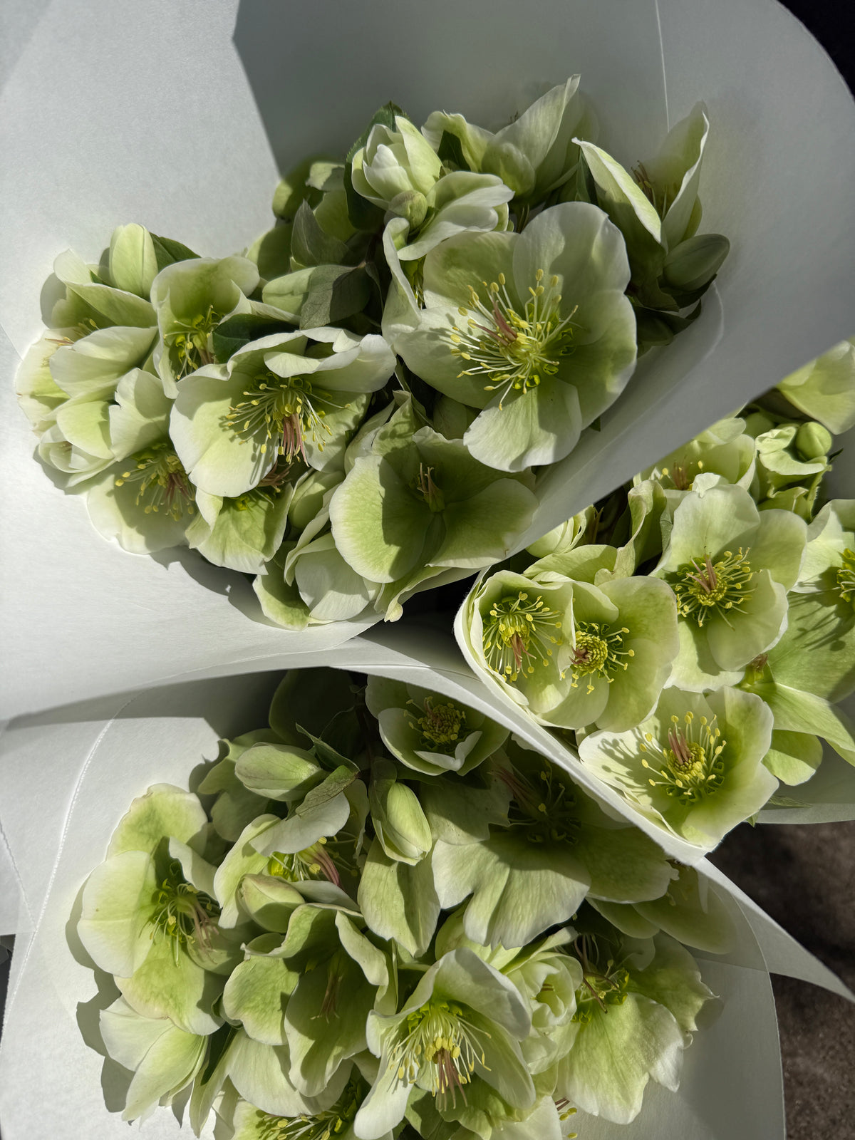 Helleborre Bunch