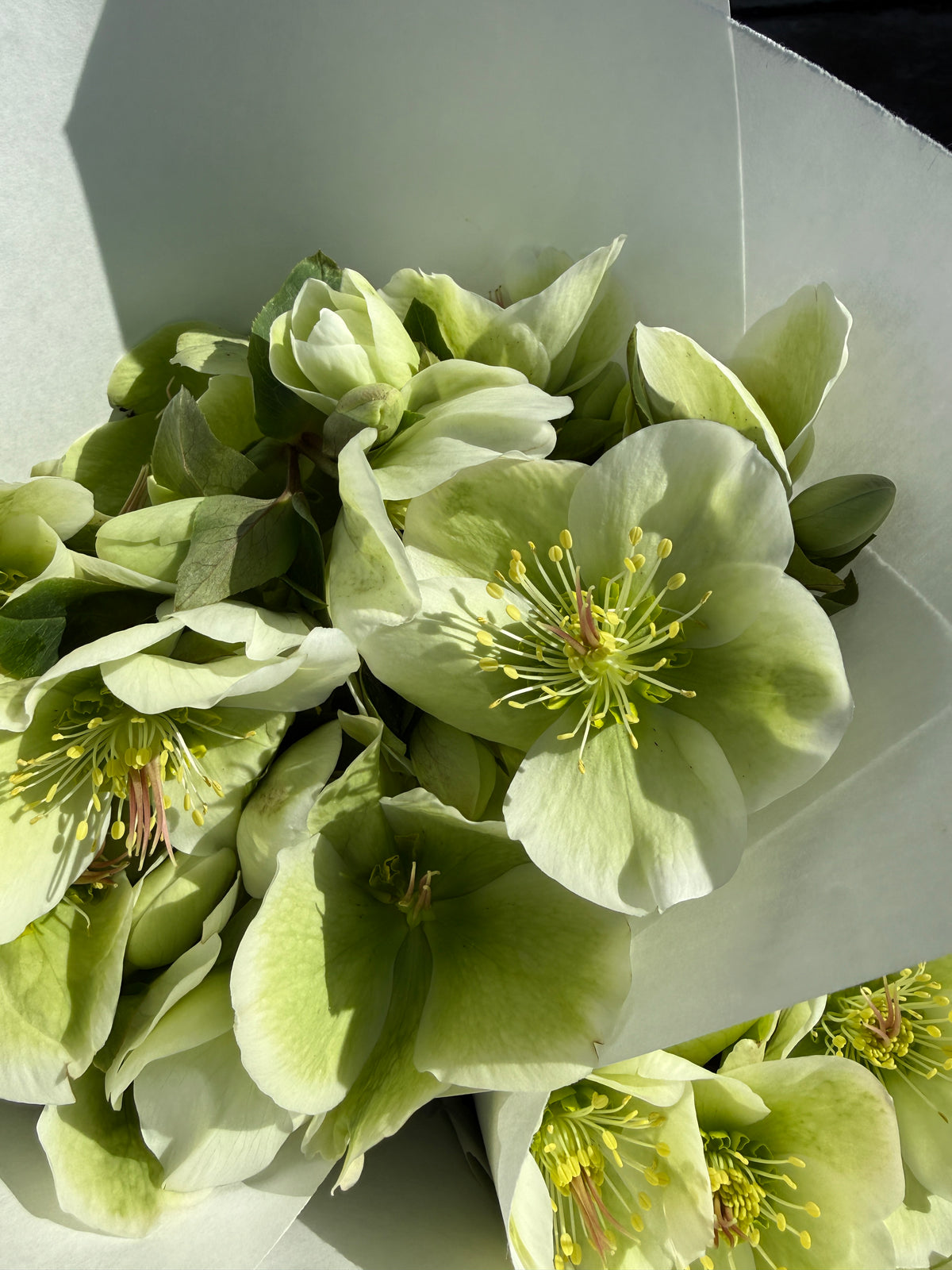 Helleborre Bunch