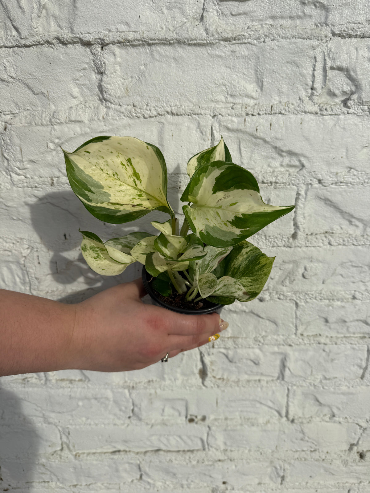 Manjula Pothos