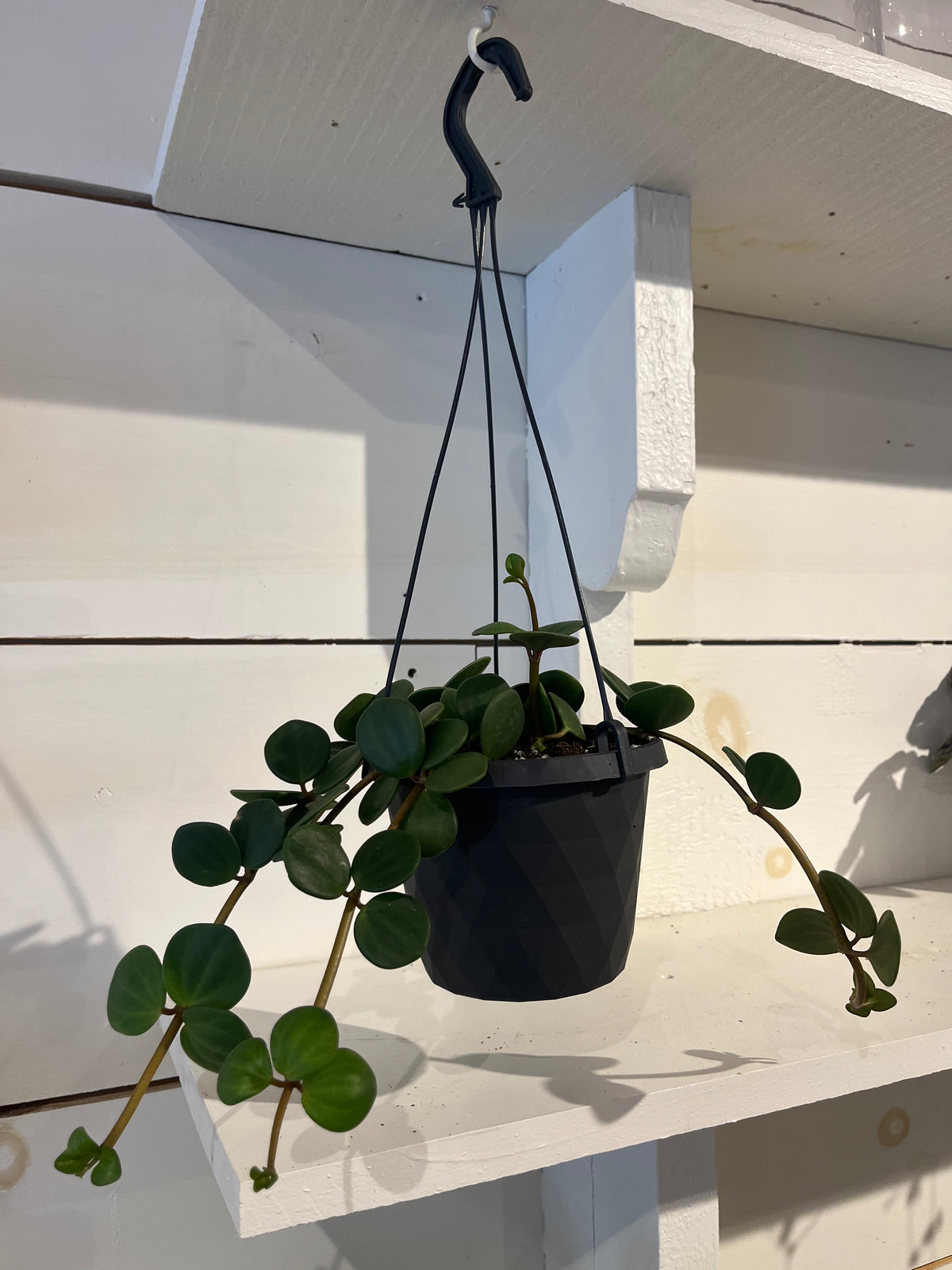 Peperomia Hope