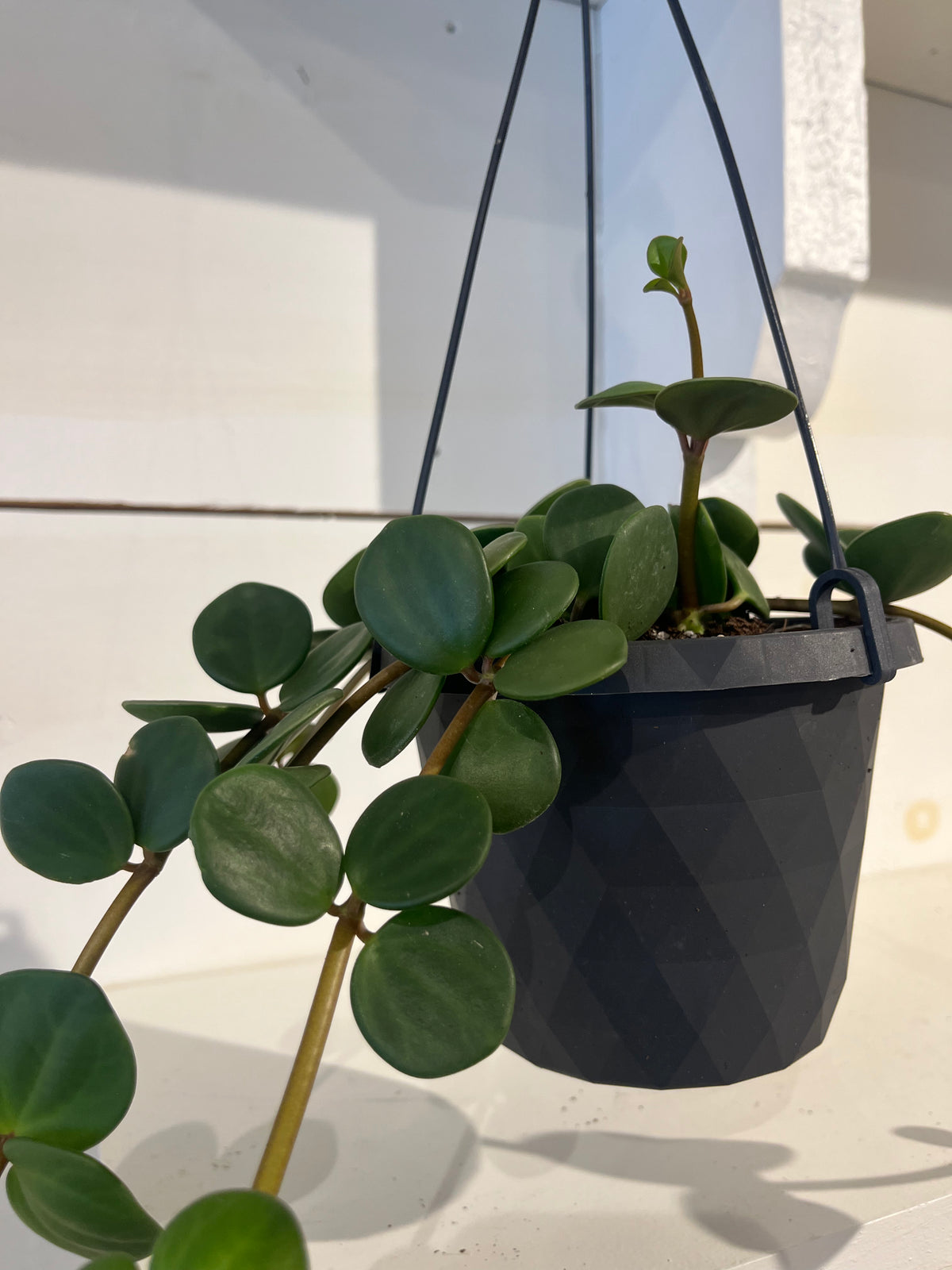 Peperomia Hope